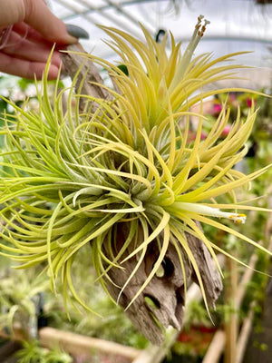 Meet the Yellow Air Plant