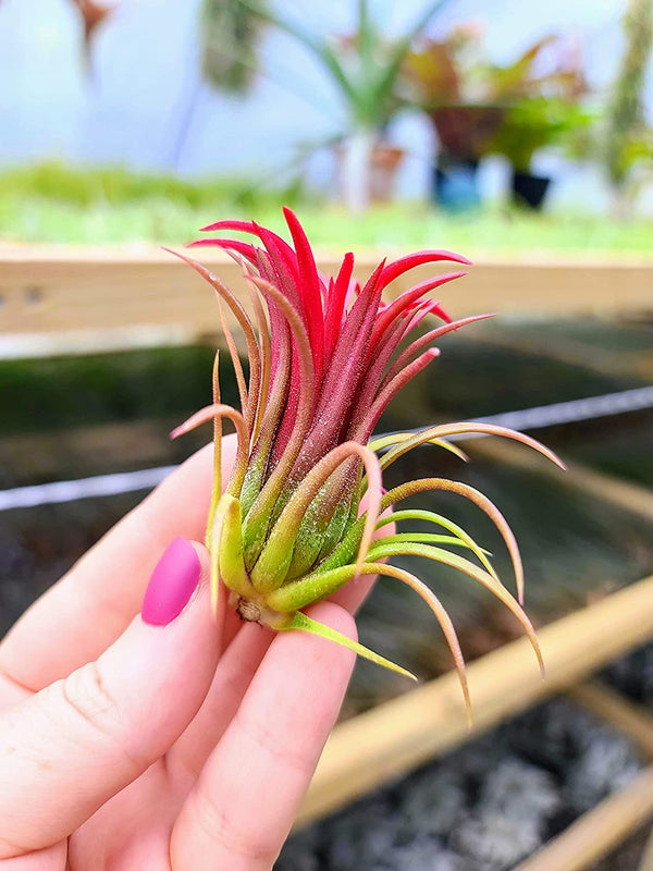 iona air plant Ionantha Fuego Air Plant