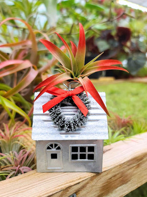 Christmas Tin House Holder with Air Plant