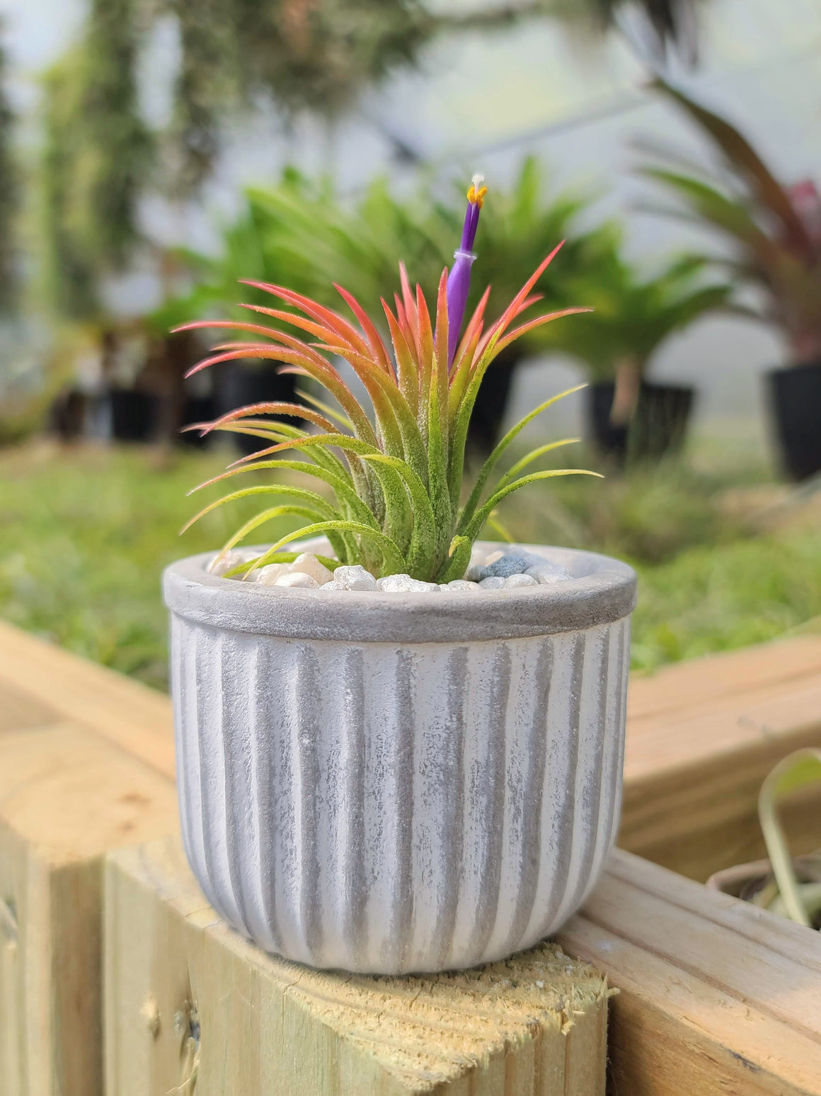 Concrete Holder with Air Plant
