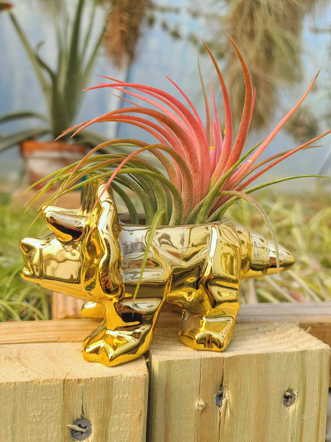 Ceramic Triceratops Holder Gold with Victoriana Air Plant
