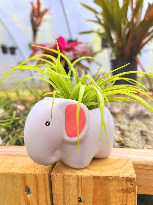 narwhal succulent planter Ceramic Elephant Holder with Brachycaulos Air Plant