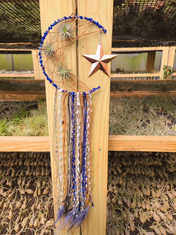 dreamcatcher air plant Moon Dreamcatcher with 3 Ionantha Air Plants