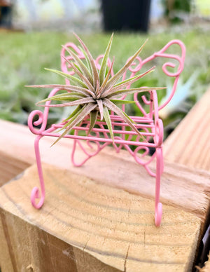 Butterfly Chair Holder w/ Air Plant