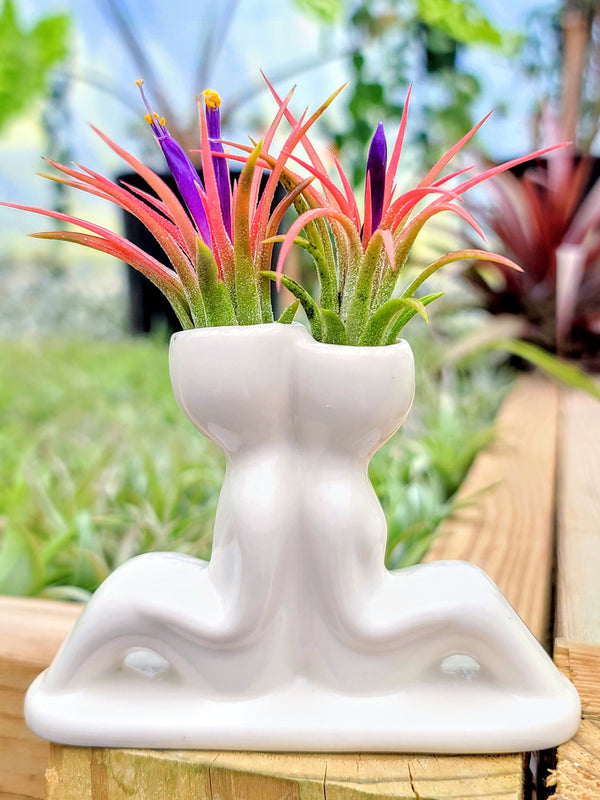 Ceramic People Air Plant Holder w/ Ionantha Mexican - The Drunken