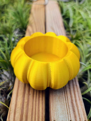 Small Yellow Pumpkin 3D Printed Holder w/ Streptophylla Hybrid