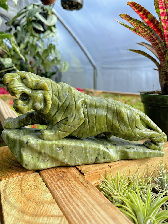 jade tiger plant WYSIWYG- Green Jade Tiger