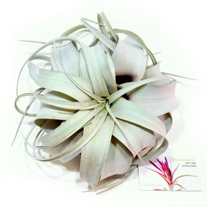 Xerographica Air Plant (Large)