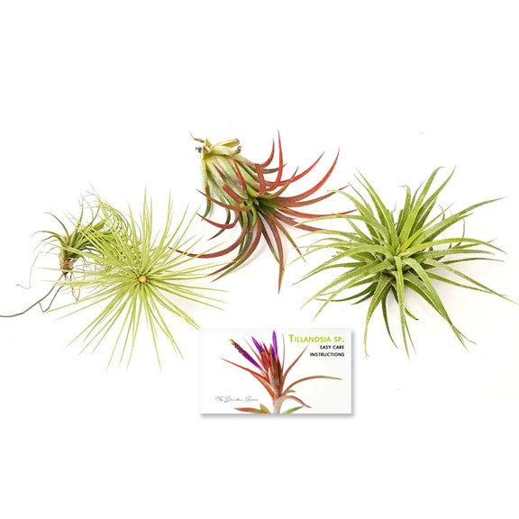 unique air plants for sale Air Plant Variety Pack (3, Small 1-2")
