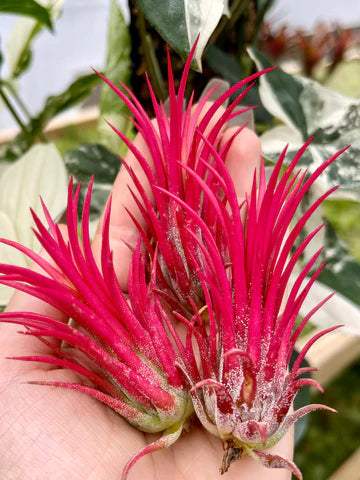 Why Do You NEED This Limited Time Air Plant?