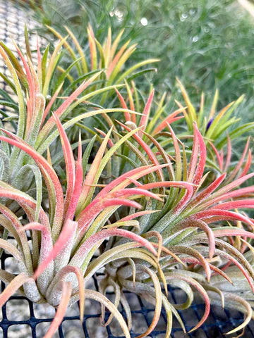 The Ionantha Peaches are Starting to Bloom