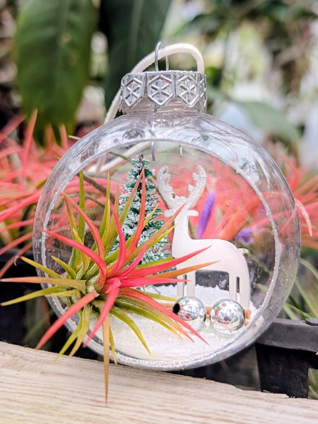 Christmas Gift - Reindeer Snow Globe Ornament with Fuego Air Plant