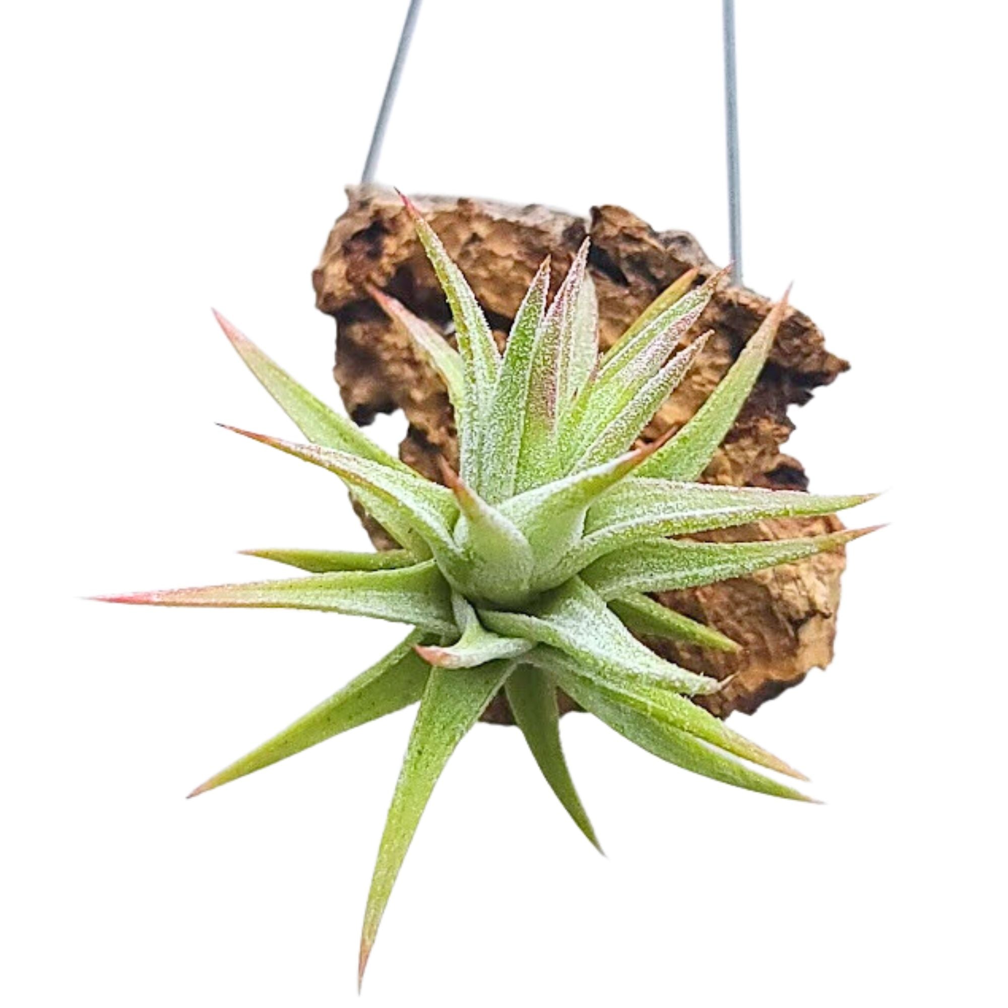 vanhyningii air plant Hanging Ionantha Vanhyningii Air Plant on Cork Bark Hanger