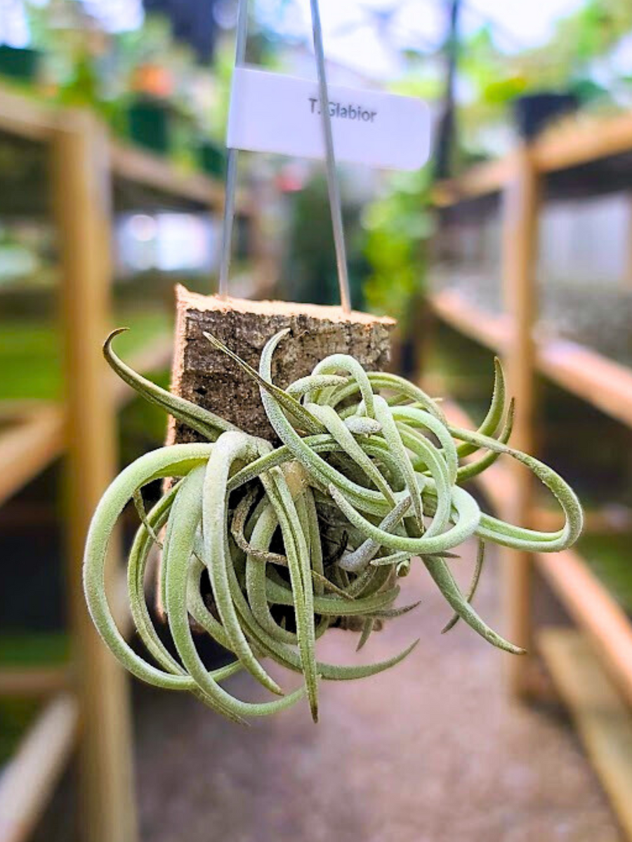 Hanging Glabior Air Plant Clump on Cork Bark Hanger