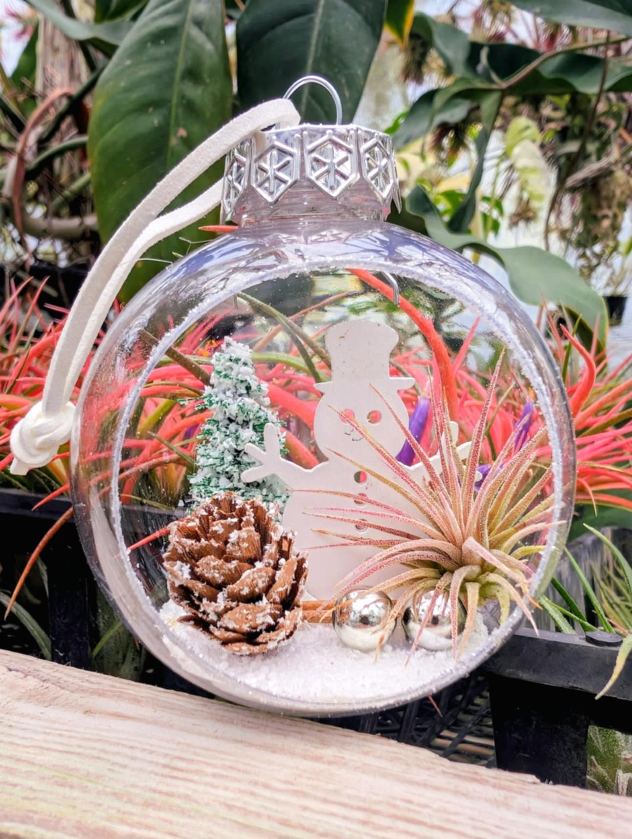 air plant globes Christmas Gift