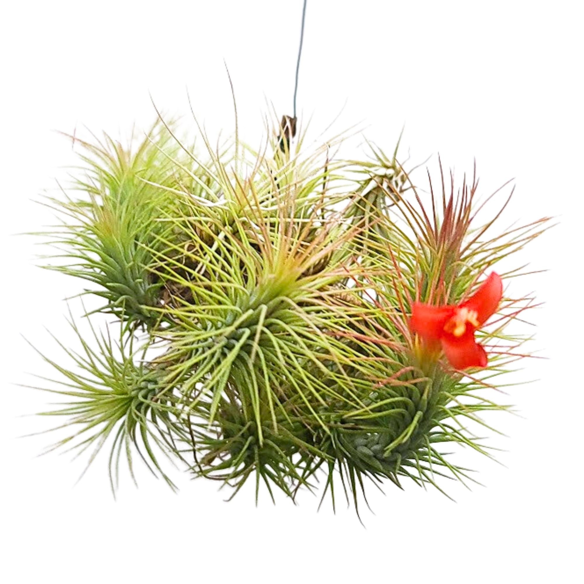 large hanging air plants for sale Hanging Funckiana Air Plant Clump on Wire