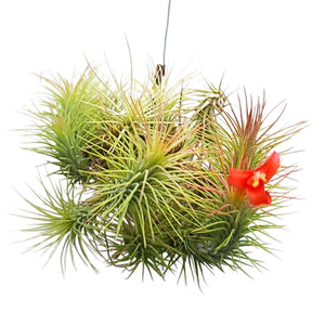 Hanging Funckiana Air Plant Clump on Wire