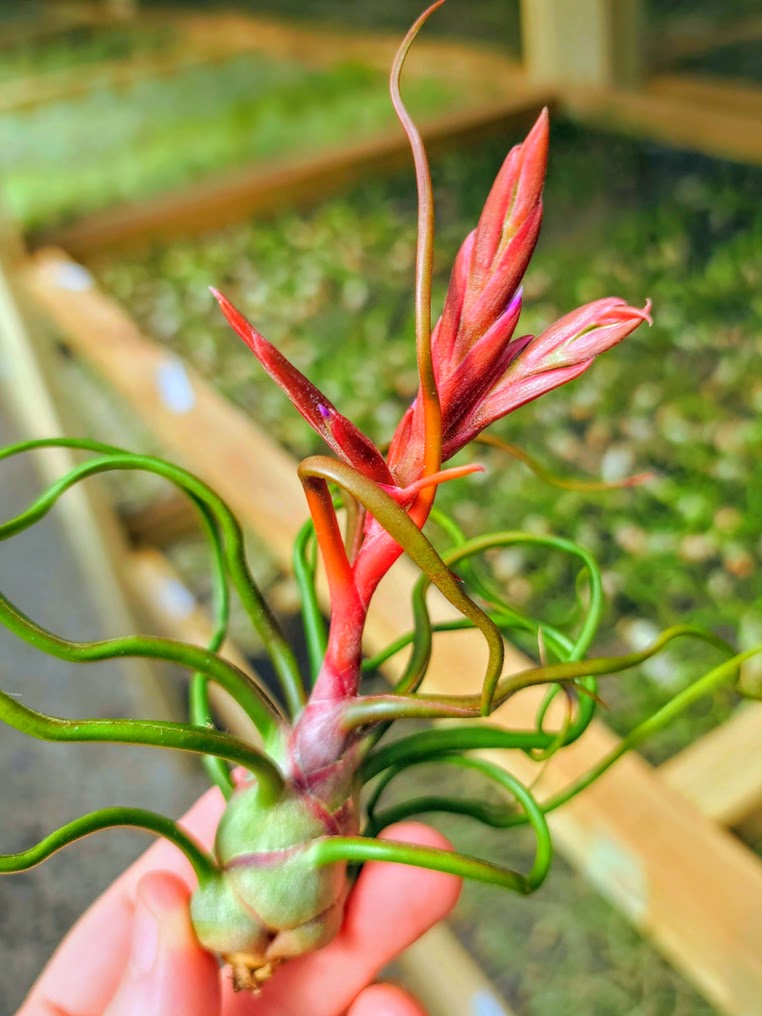 bulbosa air plant Bulbosa Belize Air Plant