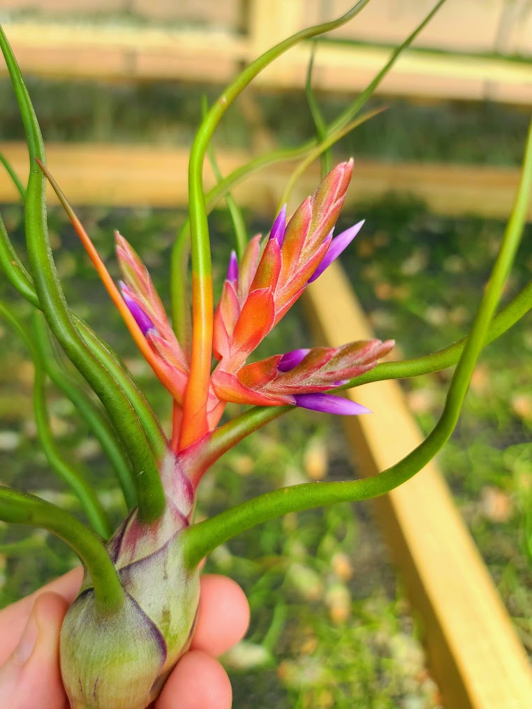 bulbosa air plant flower Bulbosa Belize Air Plant