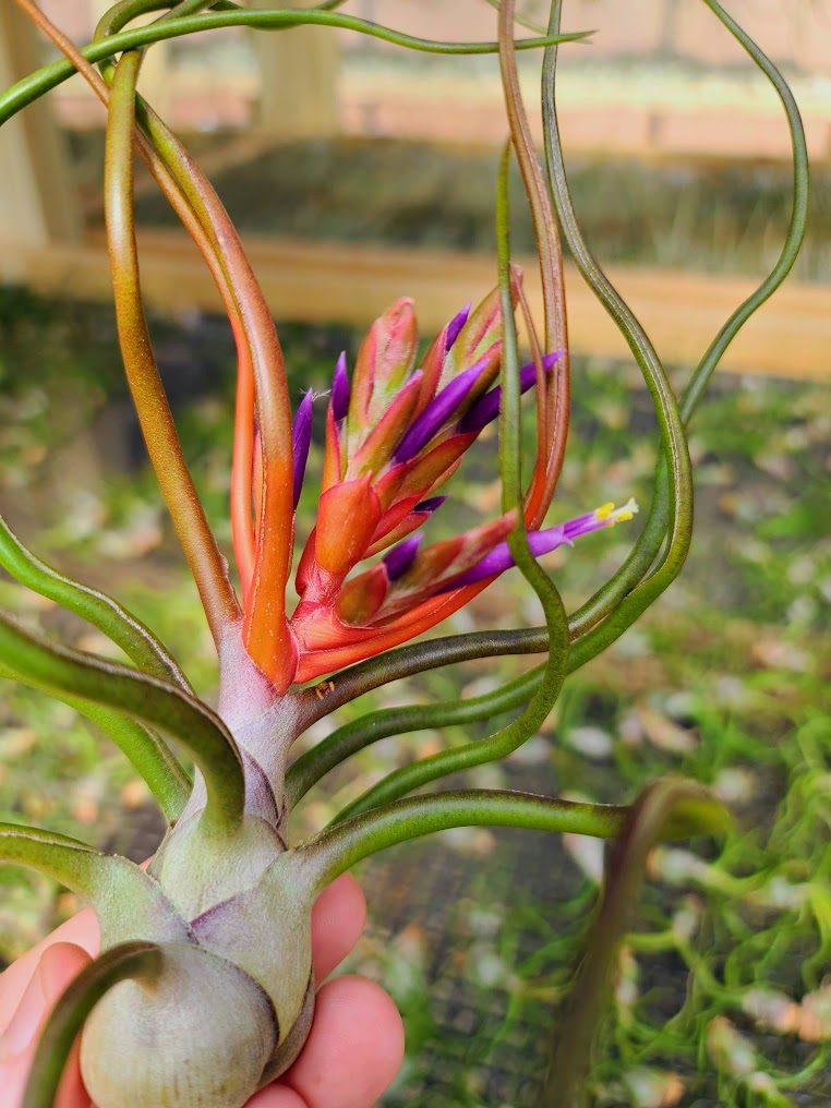 bulbosa belize air plant Bulbosa Belize Air Plant