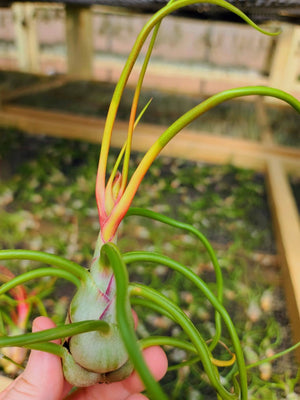 Sellers Choice - Blooming Bulbosa Belize