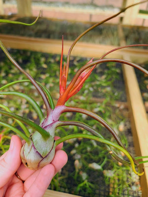 Sellers Choice - Blooming Bulbosa Belize