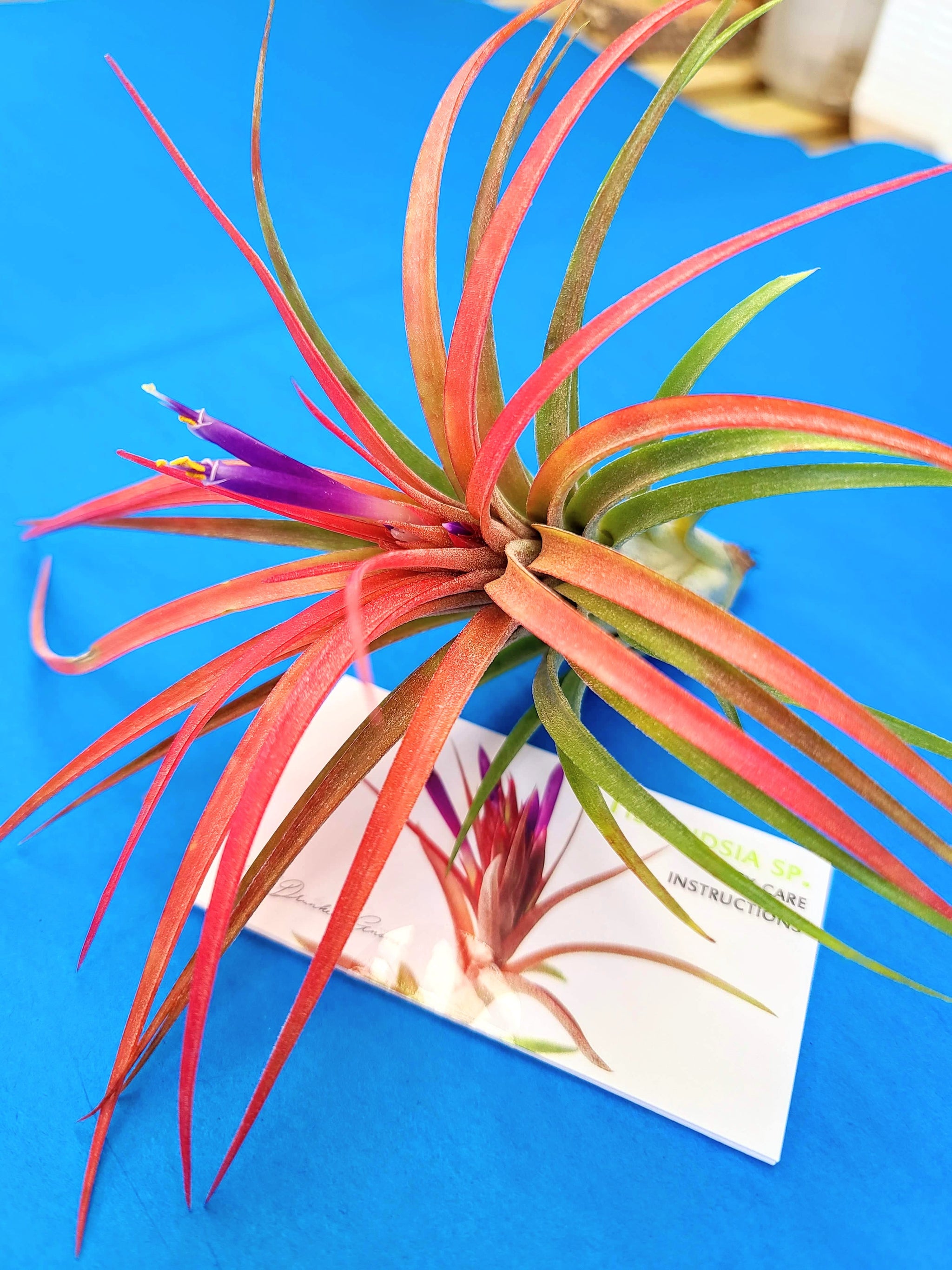 victoriana air plant Victoriana Air Plant