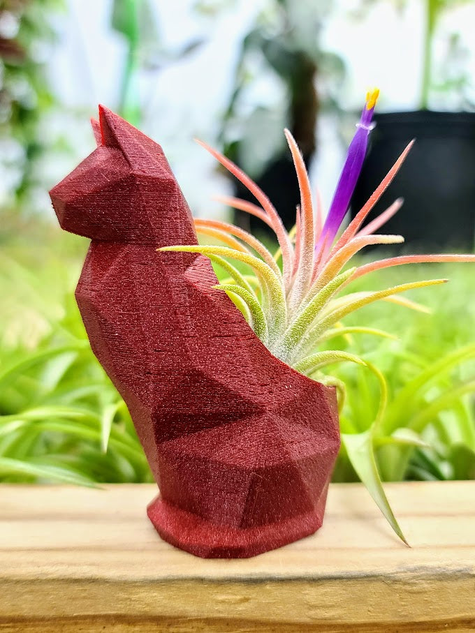3d print air plant holder Small Cat 3D Printed Holder w/ Ionantha