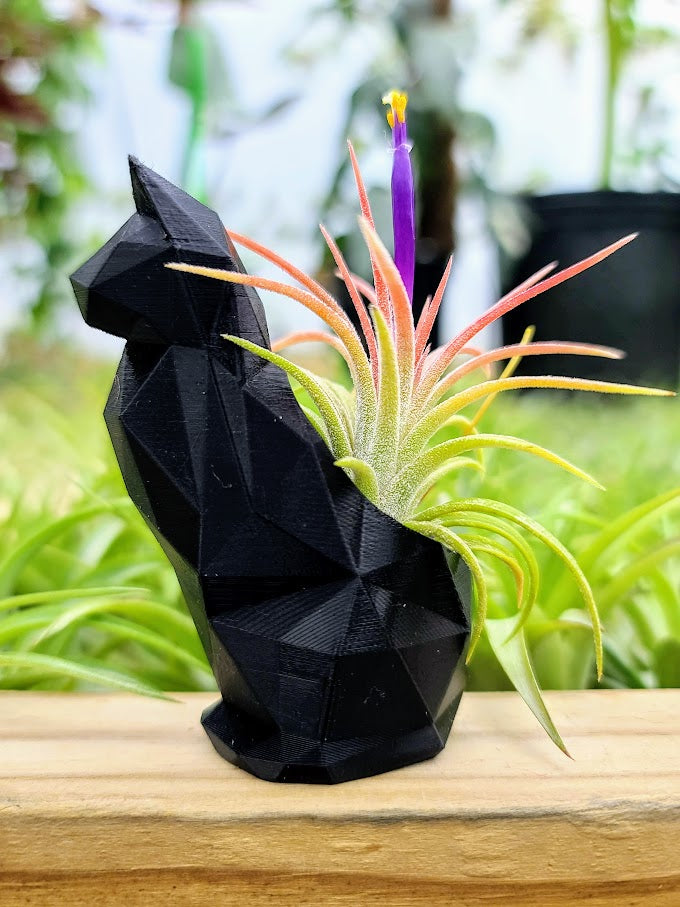 small air plant holder Small Cat 3D Printed Holder w/ Ionantha - Metallic Black