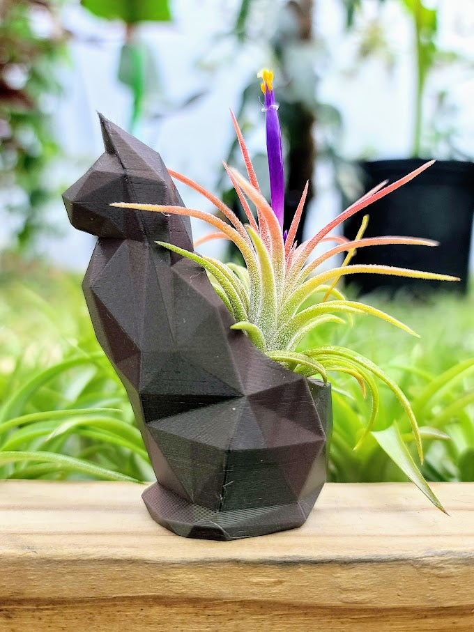 3d print air plant holder Small Cat 3D Printed Holder w/ Ionantha