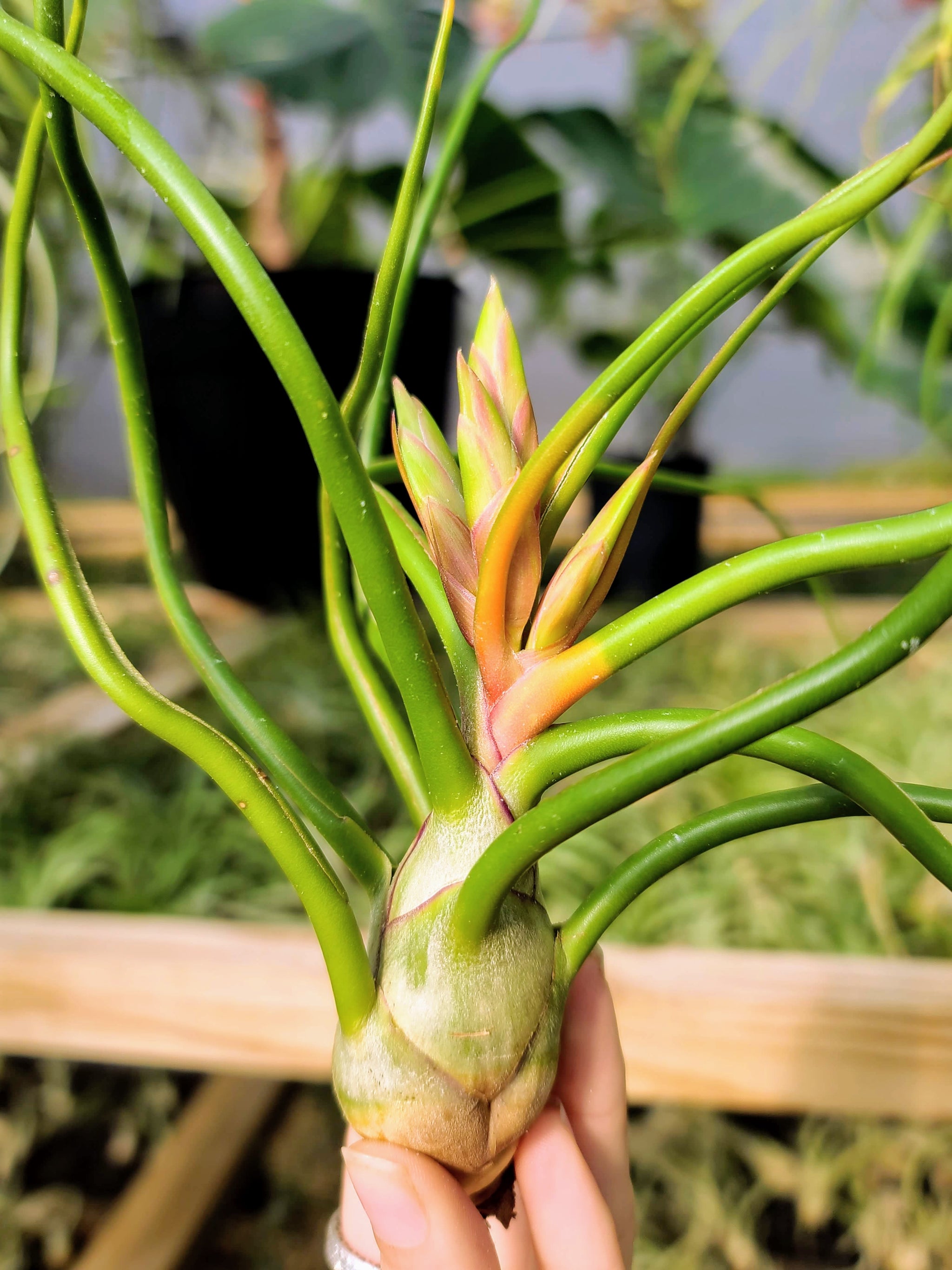 bulbosa belize air plant Bulbosa Belize Air Plant