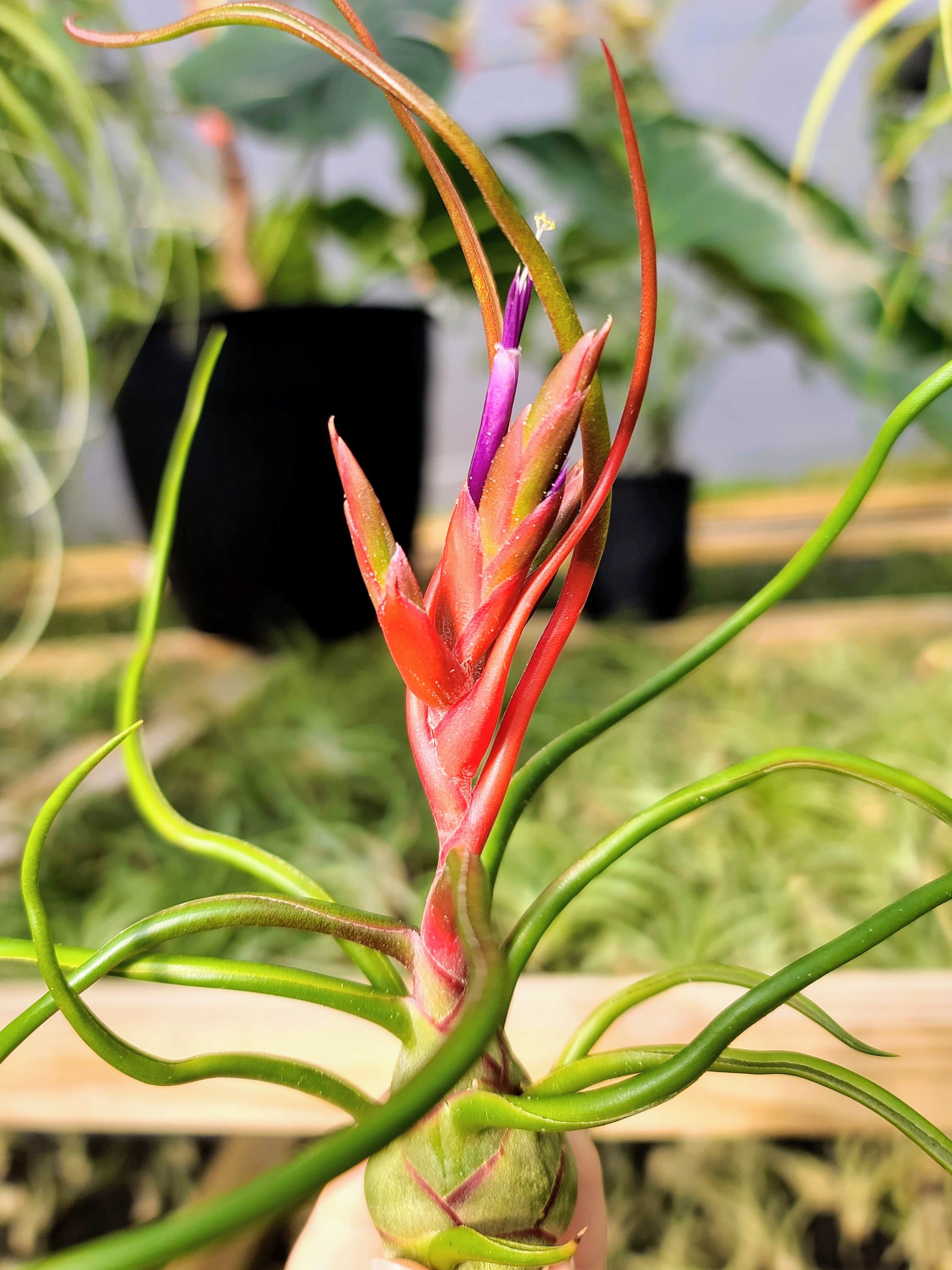 bulbosa belize air plant Bulbosa Belize Air Plant
