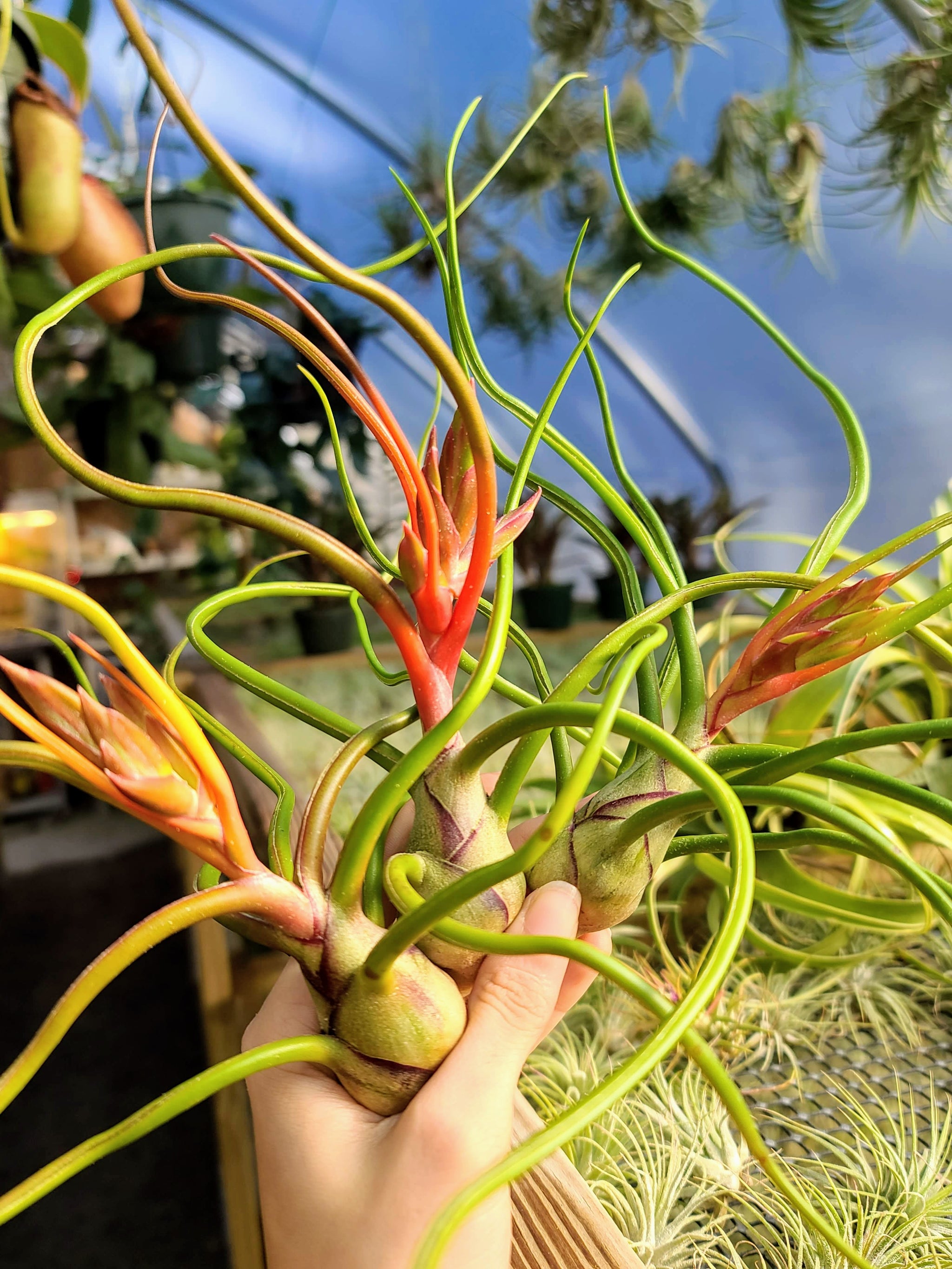 bulbosa air plant Bulbosa Belize Air Plant