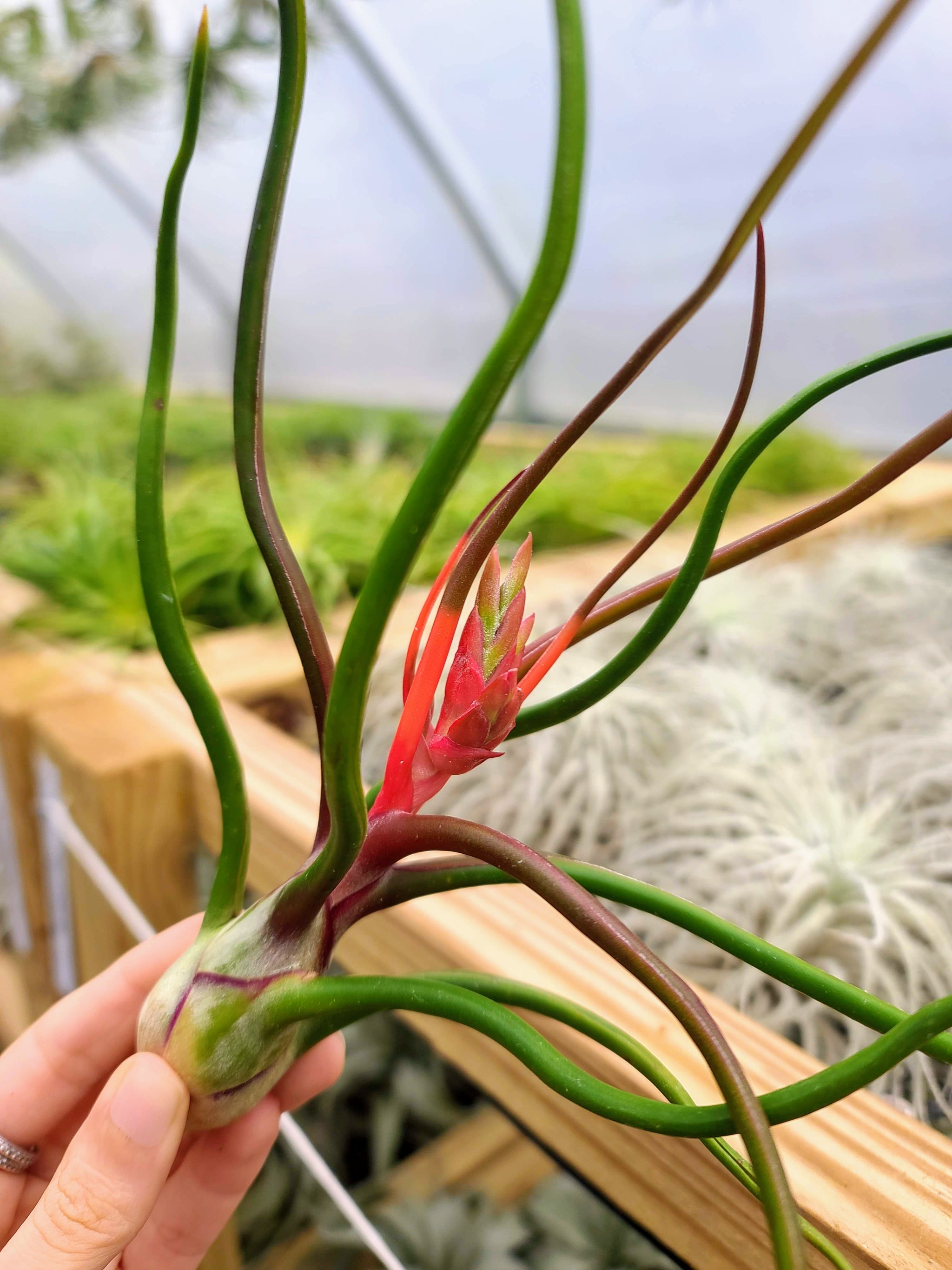 bulbosa belize air plant Bulbosa Belize Air Plant