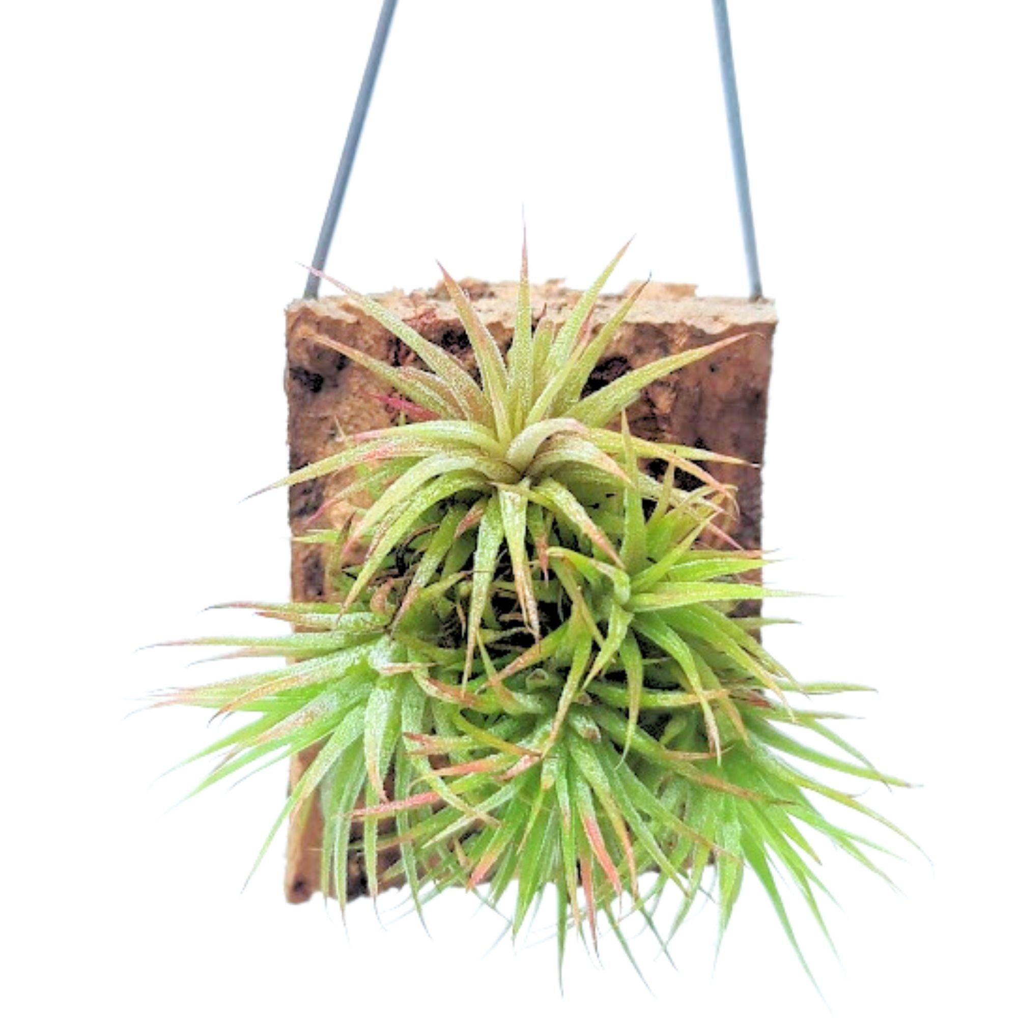 cork hanging planter Hanging Hamimula Air Plant Clump on Cork Bark Hanger