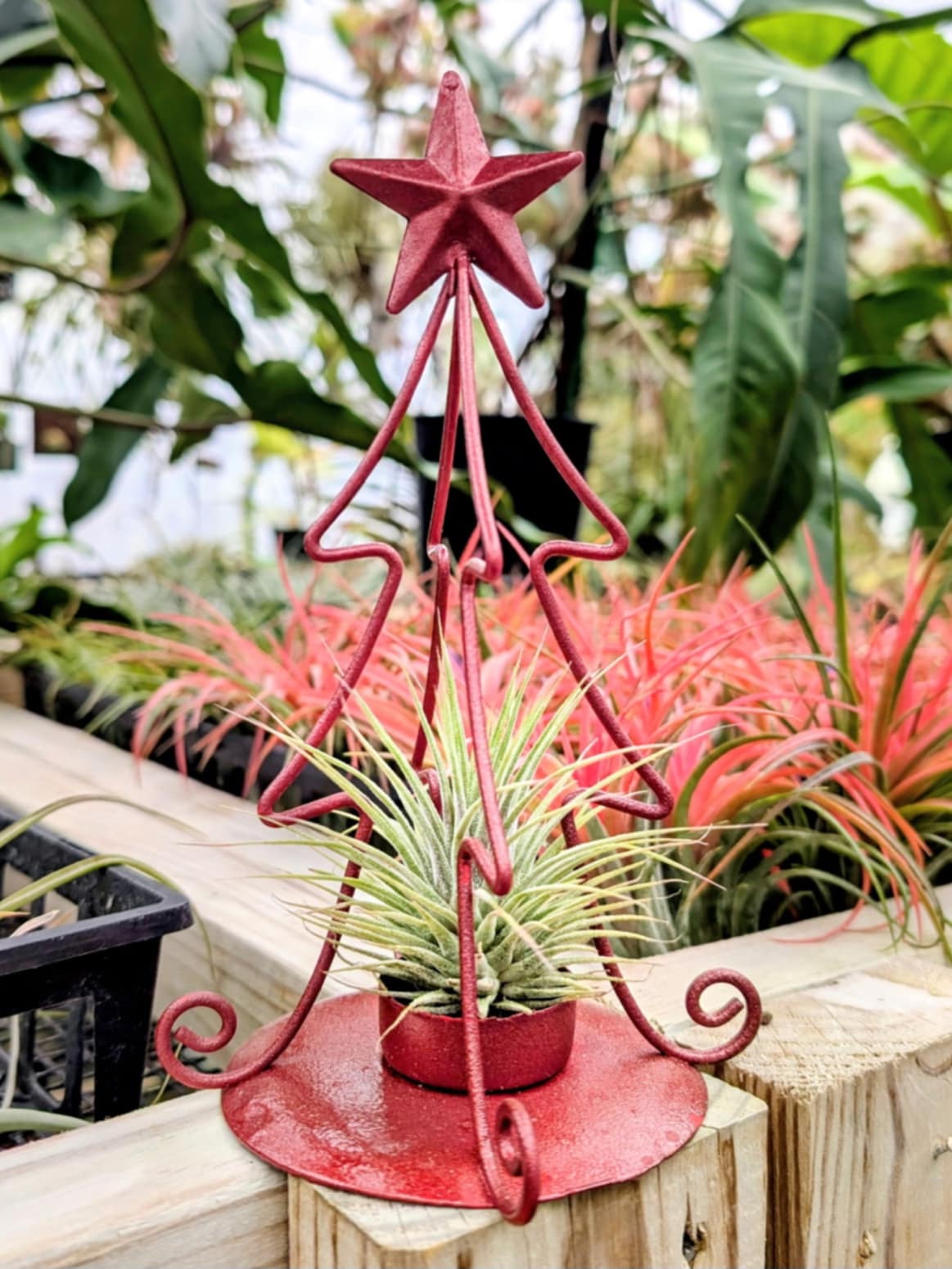 christmas air plant holder Christmas Gift