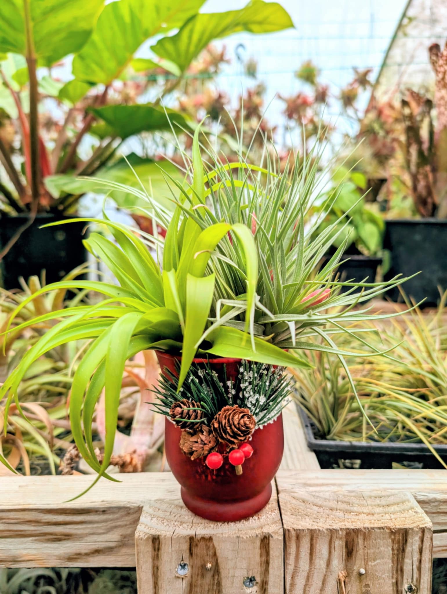 christmas air plant holder Christmas Gift