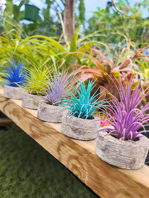 Color Enhanced Ionantha Air Plant (Turquoise)