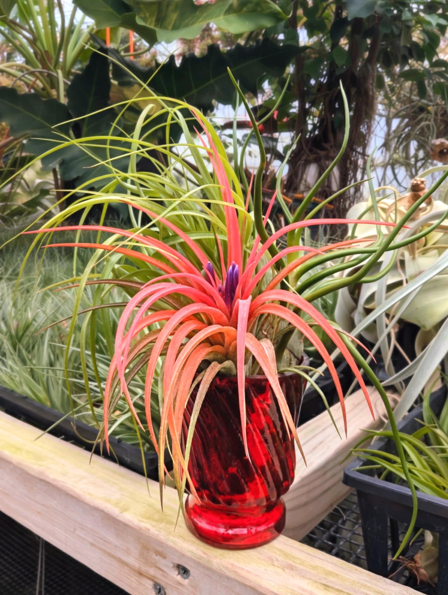 air plants in glass vase Christmas Gift