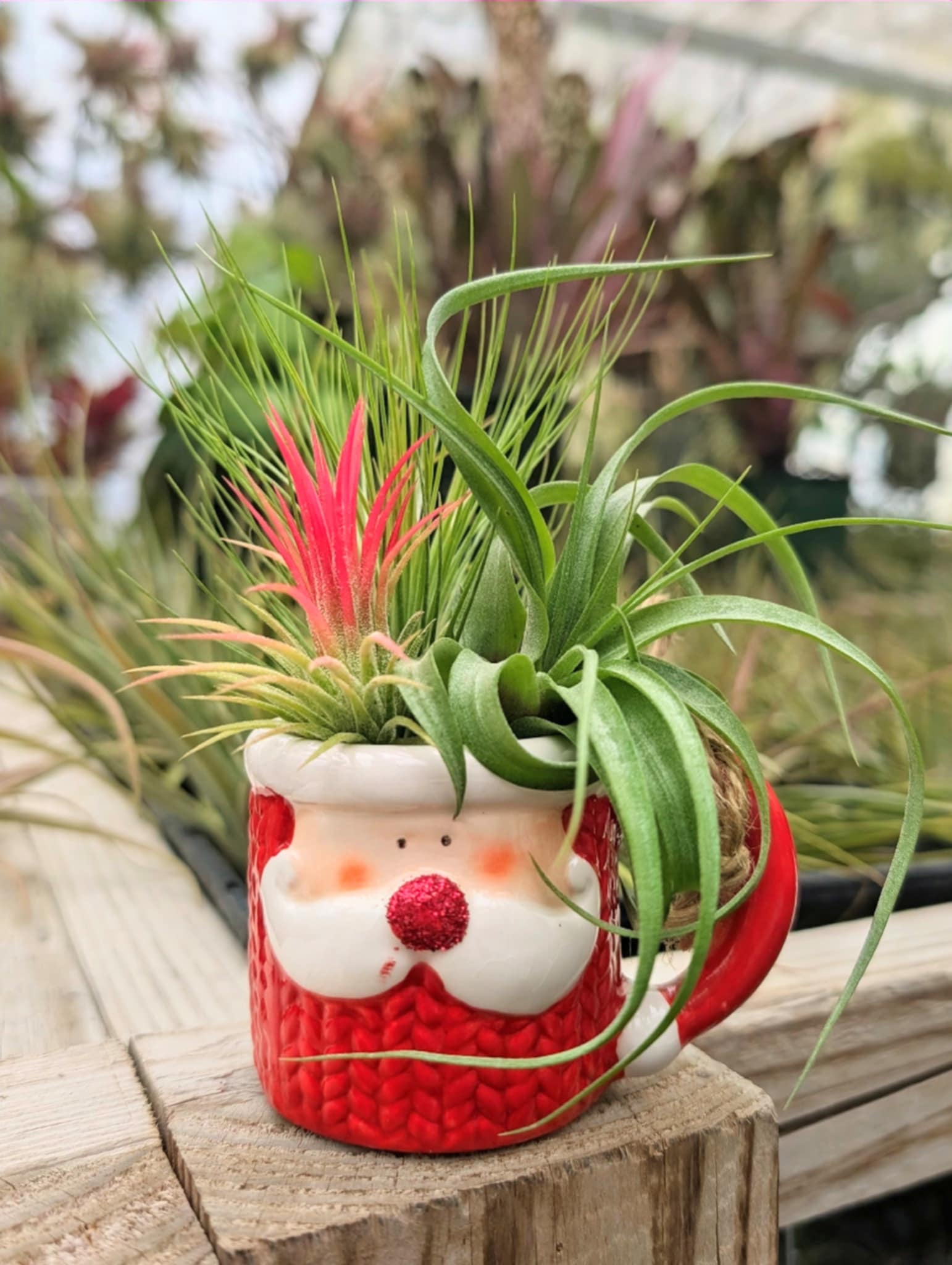 air plant bouquet Christmas Gift