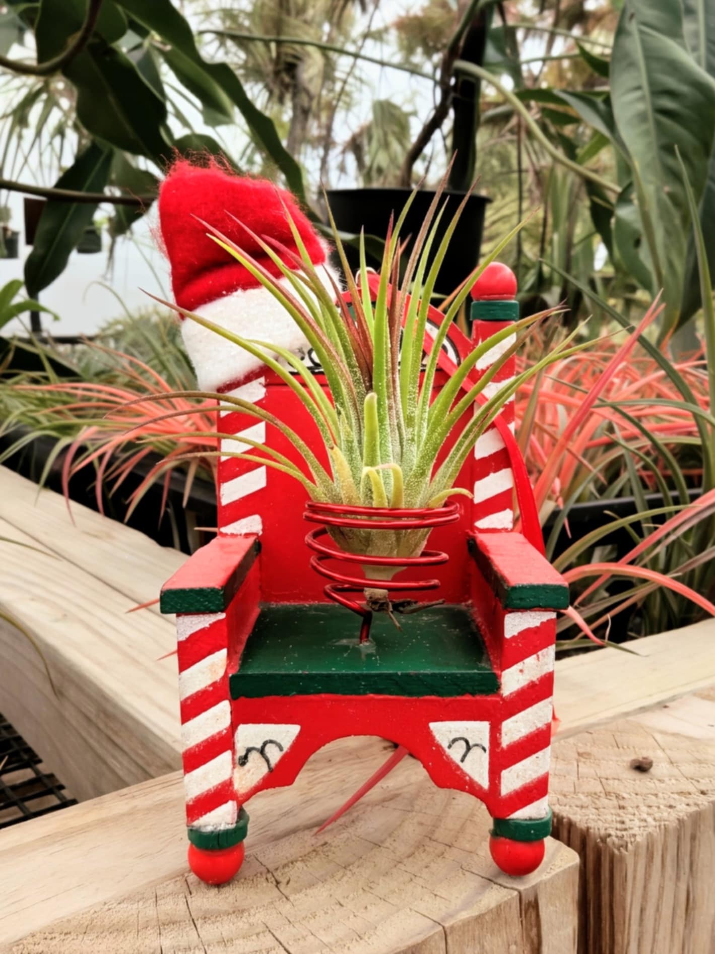 Christmas Gift - Santa Chair with Ionantha Air Plant