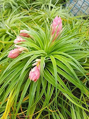 air plant nearby Hybrid No. 1 Air Plant