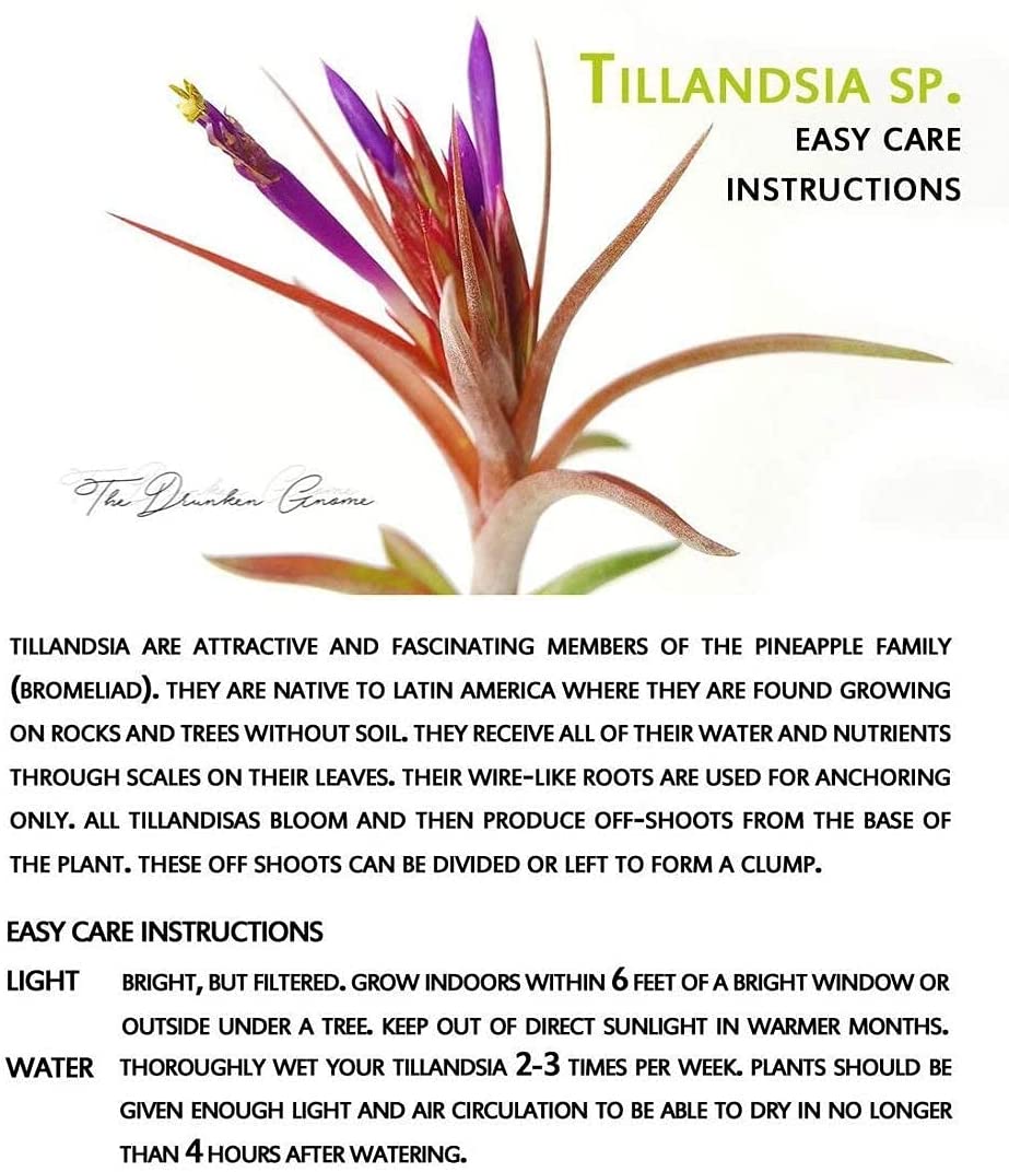 air plants near me Hybrid No. 1 Air Plant