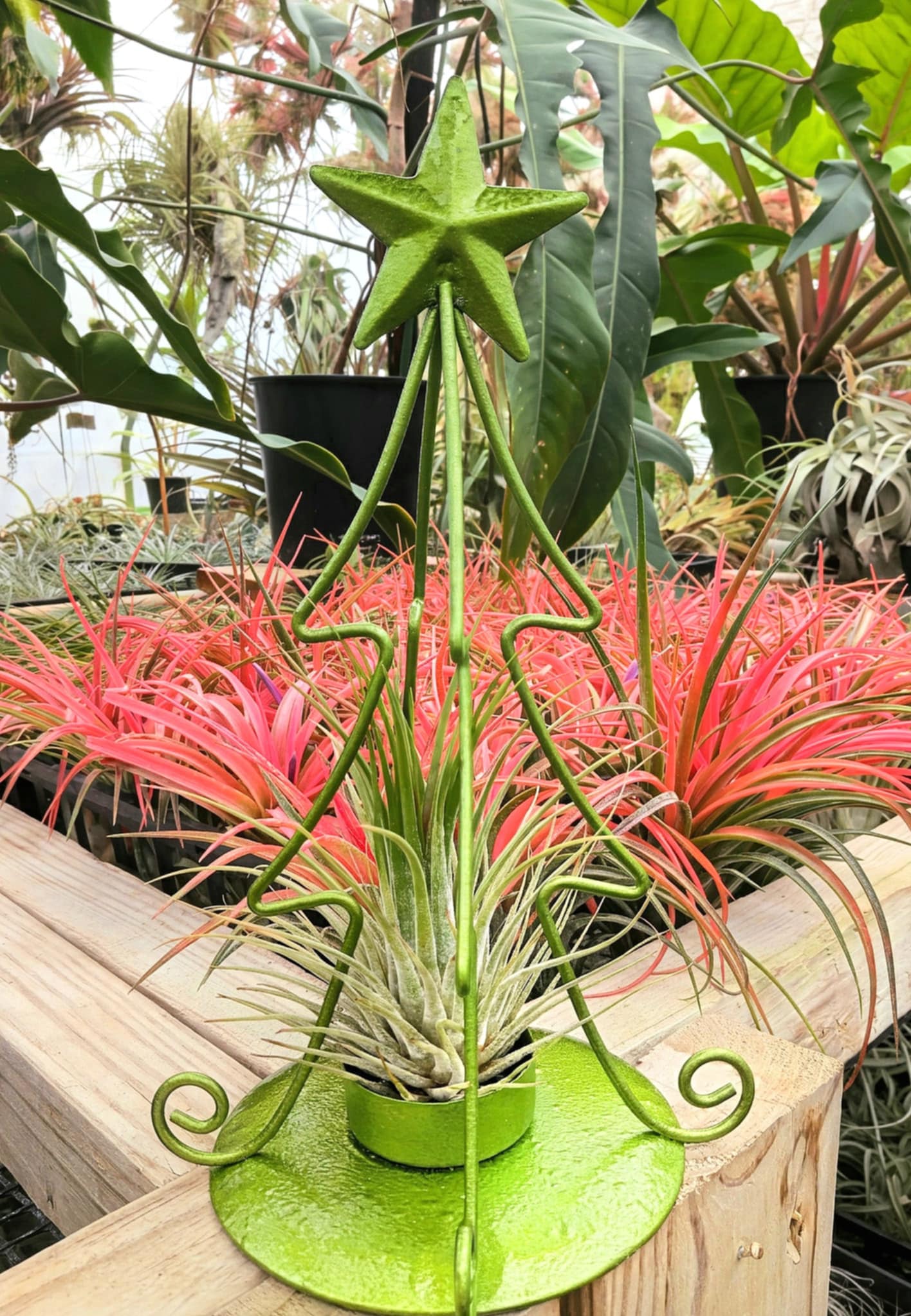 air plant metal stand Christmas Gift