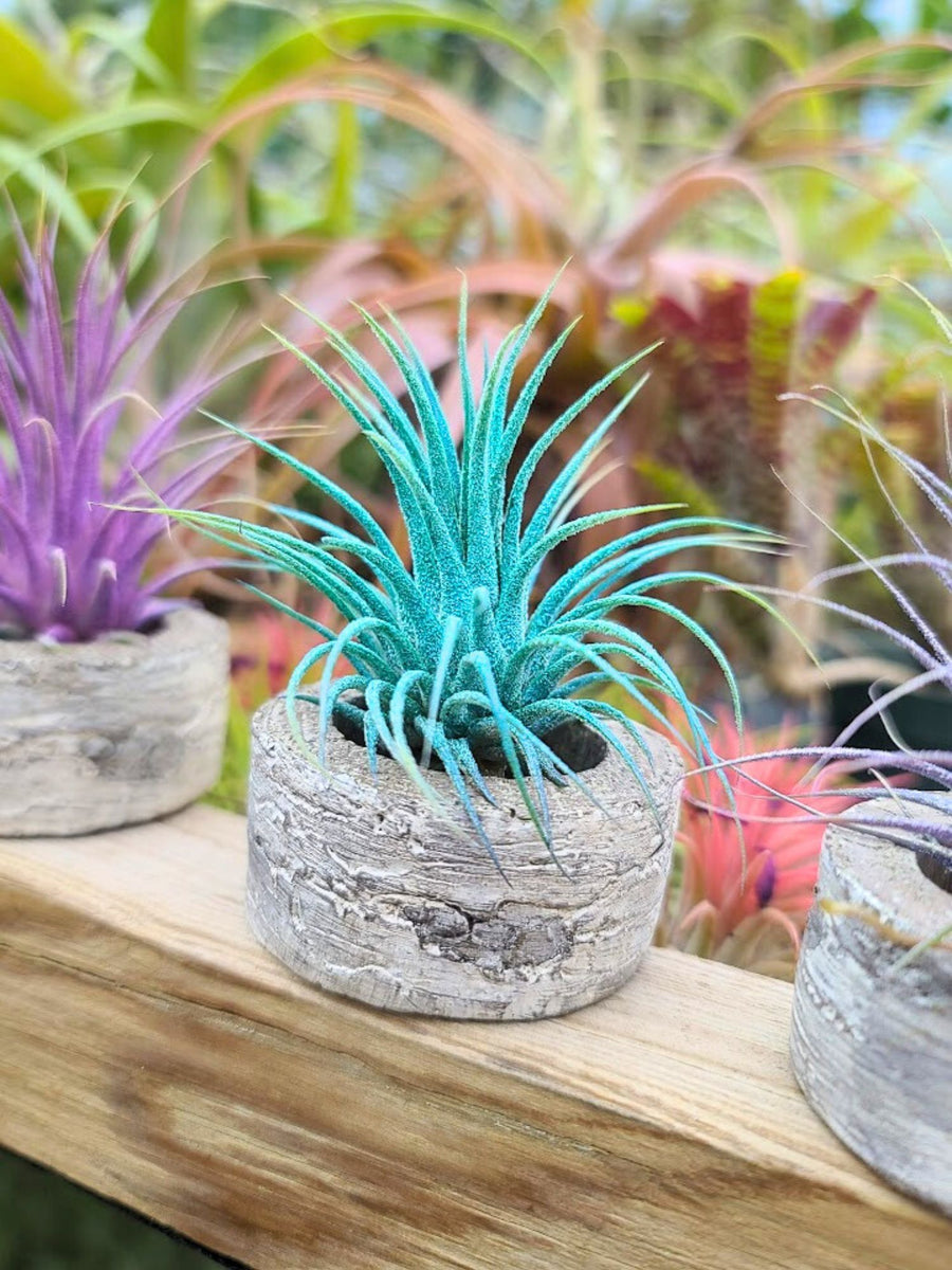 Color Enhanced Ionantha Air Plant (Turquoise)