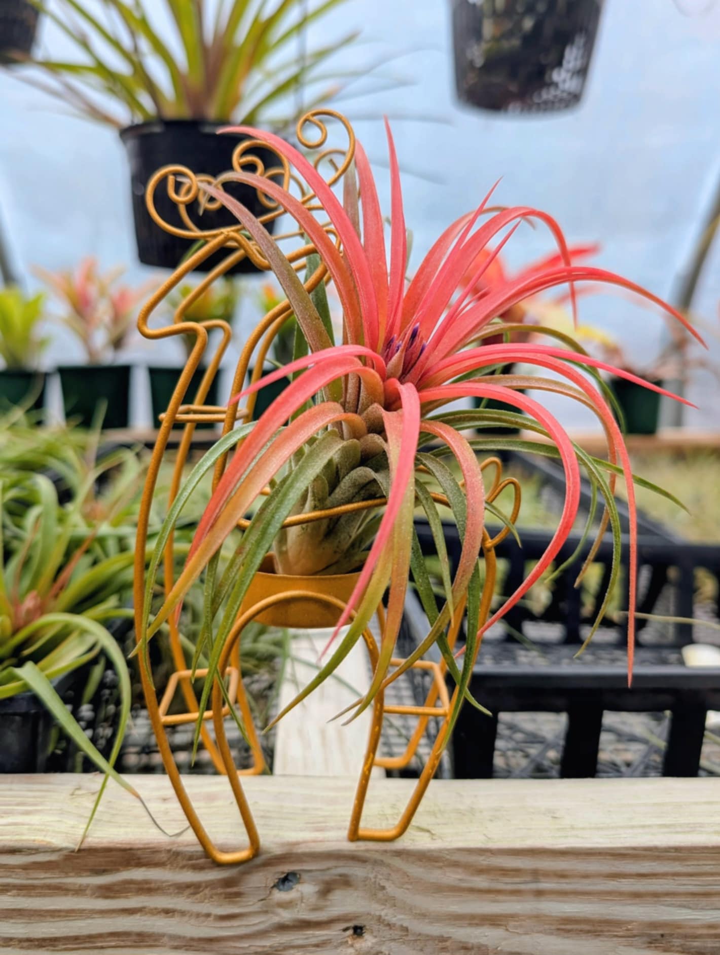air plant metal stand Christmas Gift