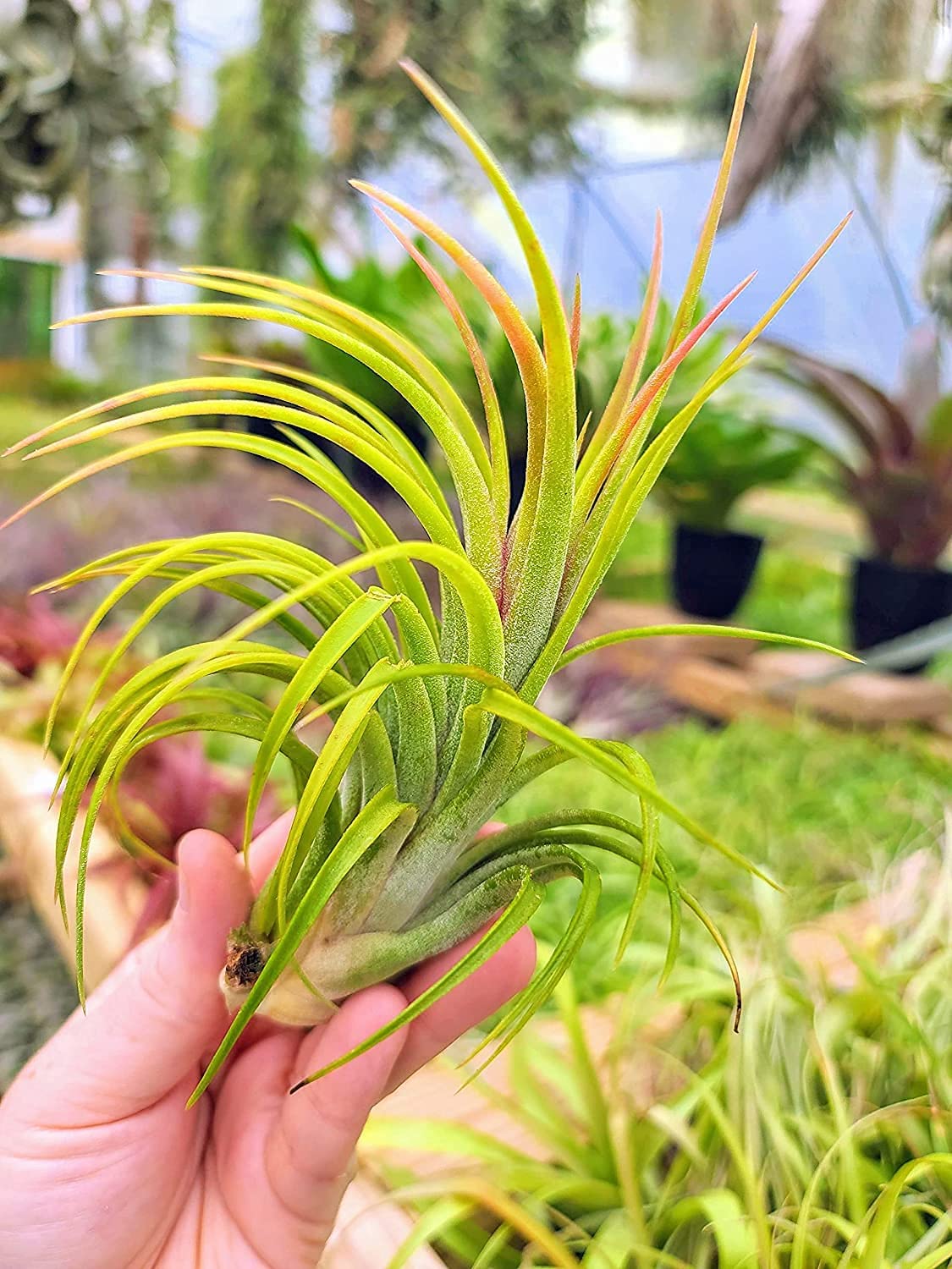 most expensive air plant Victoriana Air Plant