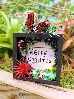 Merry Christmas Sign Air Plant Holder with Color Enhanced Ionantha