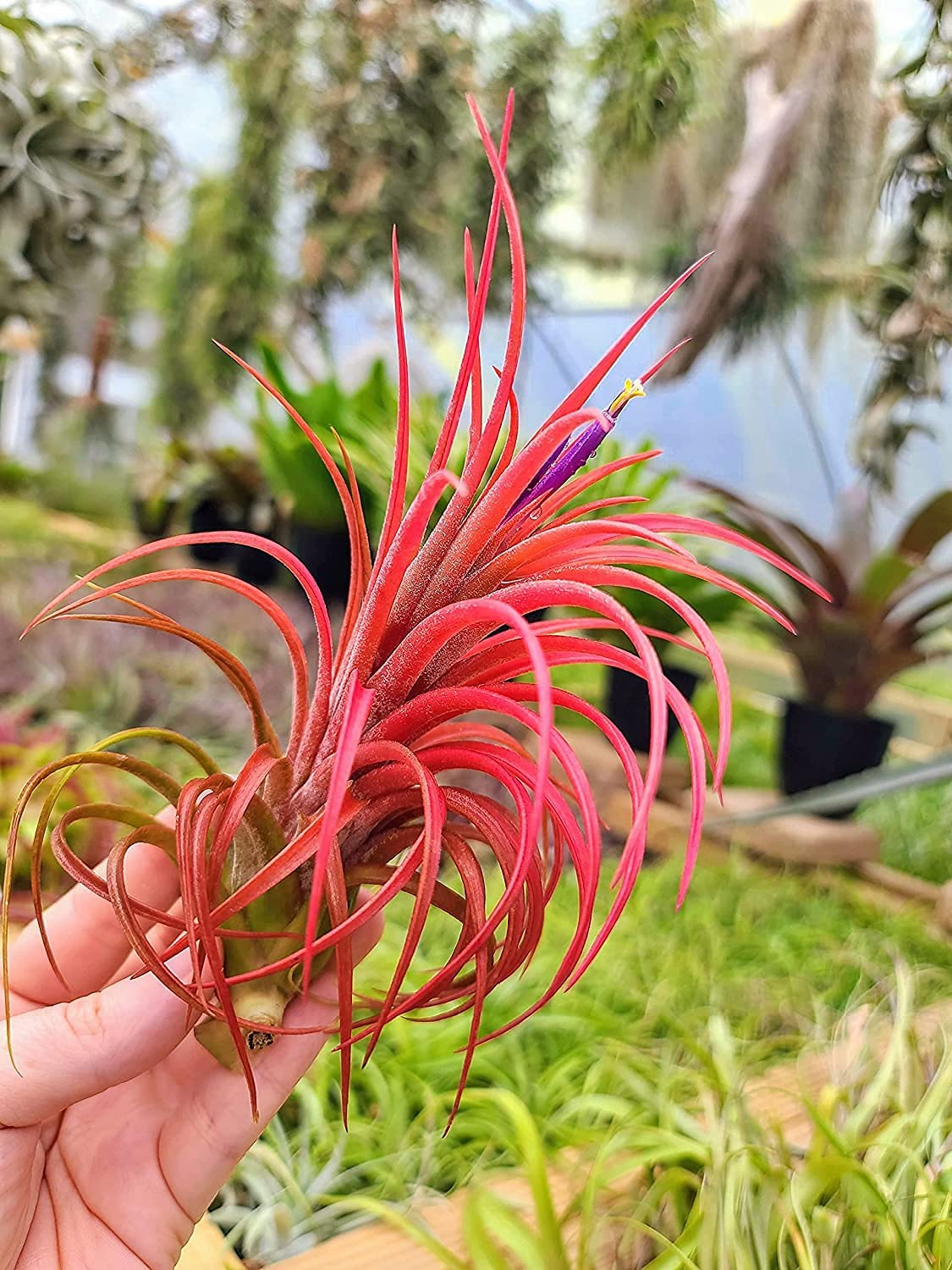 victoriana air plant Victoriana Air Plant