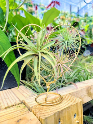Gold Wire Heart Display with 3 Air Plants